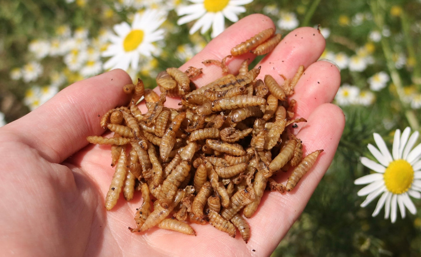 Dried Calciworms
